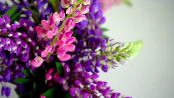 Ramo Altramuces Multicolor Flores Verano Rosa Púrpura Sobre Fondo Gris — Vídeos de Stock