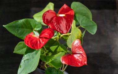 Siyah arka planda Anthurium tomurcukları. Sarı merkezli kırmızı ev çiçeği. Kalp şeklinde bir çiçek gibi. Anthurium andraeanum Araceae veya Arum misafirperverliği simgeler. Kırmızı flamingo anthurium. Yaprak yaprağı