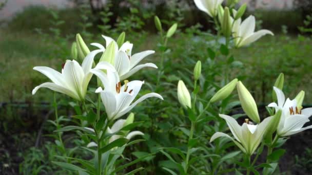 Bílé Lilie Bude Zahradě Pěstujte Keř Lilií Květiny Pupeny Listy — Stock video