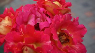 Pembe kırmızı güller. Bahçedeki çalılık. Gül goncası. Yaz çiçeği yaprakları. Doğada gül tomurcuğu. Dallar ve yapraklar. Botanik fabrikası.