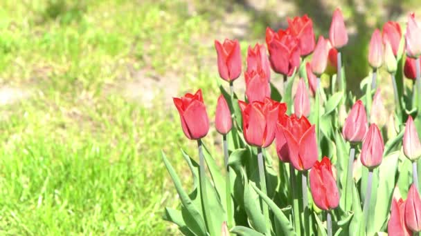Röda Tulpaner Blommar Våren Blur Bokeh Tulpanblommans Natur Blommig Bakgrund — Stockvideo