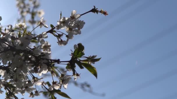 Witte Kersenbloesem Zwaait Wind Lente Bloeiende Fruitboom Tuin Bloemen Natuurlijke — Stockvideo