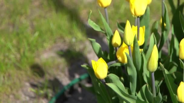 Tulipas Amarelas Florescem Primavera Blur Bokeh Tulipa Flor Natureza Fundo — Vídeo de Stock