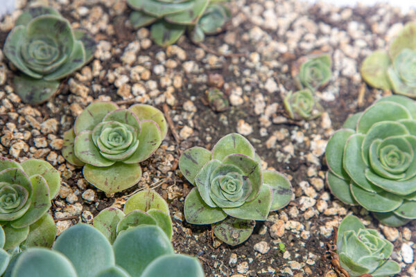 Greenovia hierro slowers family in pot. Crassula flower is a type of succulent. Growing a cactus plant at home. Floriculture. Green echeveria leaves natural background. Flora leaf bud