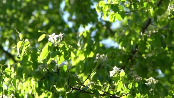 Foglie Verdi Fiori Mele Bianche Ondeggiano Nel Vento Giardino Fiorito — Video Stock