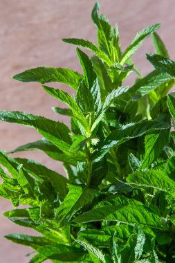 Nane buketi. Yeşil taze yapraklar. Çiçek arkaplan. Botanik estetiği. Çay için yaprak.