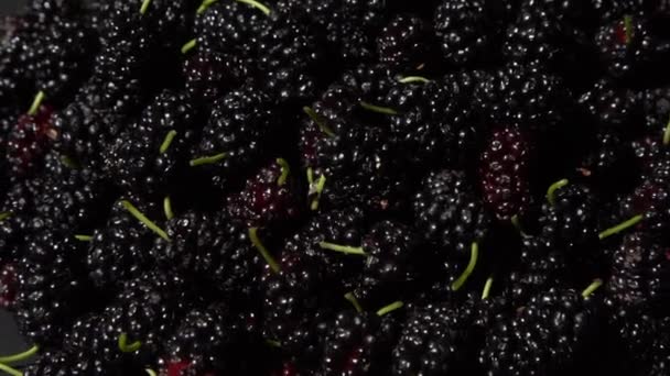 Mulberry Bowl Blackberry Harvest Summer Fruit Food Background Green Branch — Stock Video