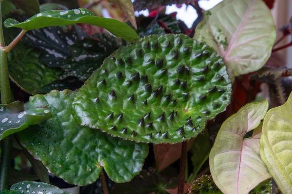 Virág Levél Begonia Melanobulata Zöld Dekoratív Beltéri Virágok Tüskés Levél — Stock Fotó