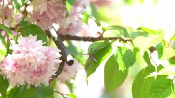 Flor Cerezo Borrosa Flores Rosas Primavera Jardín Árboles Luz Del — Vídeos de Stock
