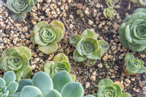 Greenovia Hierro Încetinește Familia Oală Floarea Crassula Este Tip Suculent — Fotografie, imagine de stoc