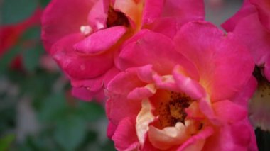 Pembe kırmızı güller. Bahçedeki çalılık. Gül goncası. Yaz çiçeği yaprakları. Doğada gül tomurcuğu. Dallar ve yapraklar. Botanik fabrikası.