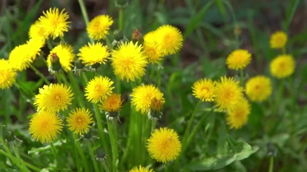 Κίτρινα Λουλούδια Πικραλίδες Ένα Πράσινο Λιβάδι Την Άνοιξη Λουλούδι Πικραλίδας — Αρχείο Βίντεο
