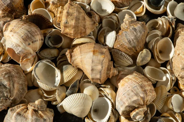 stock image Sea shells on the beach. Summer background. Rapan shell top view. Beige light color. Aesthetic minimalism. Nature beauty. Mixed multi colorful seashells. Seashell different set.