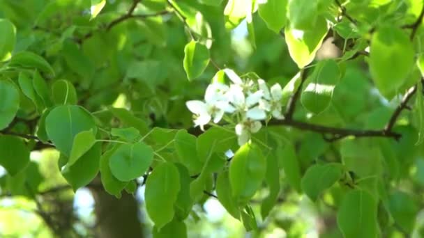 Foglie Verdi Fiori Mele Bianche Ondeggiano Nel Vento Giardino Fiorito — Video Stock