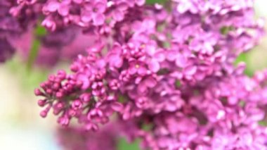 Leylak çiçeği dalı. Çiçekli arka plan, doğal bahar. Çiçekli leylak çiçeği tomurcuğu. Bahar zamanı rengi. Güzel mor yaprak bitkisi. Botanik bitki havası Yaz bahçesi Pembe Liliak rüzgarı sallanıyor