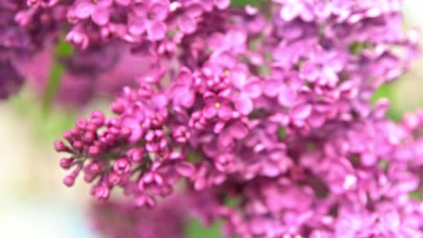 Κλαδιά Πασχαλιάς Floral Φόντο Φυσική Άνοιξη Ανθισμένα Πασχαλινά Μπουμπούκια Λουλουδιών — Αρχείο Βίντεο