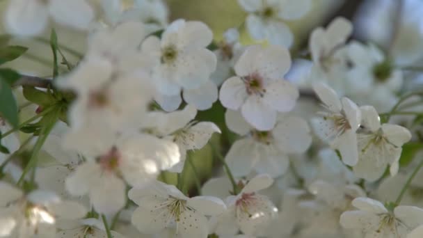 Las Flores Cerezo Blanco Balancean Viento Jardín Árboles Frutales Con — Vídeos de Stock