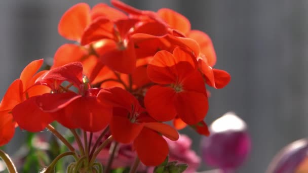 Bunga Merah Pelargonium Bergoyang Dalam Angin Latar Belakang Taman Tumbuhkan — Stok Video