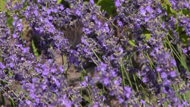 Fioletowe Kwiaty Lawendy Krzak Motyl Pszczoły Kwiatach Polu Środowisko Naturalne — Wideo stockowe
