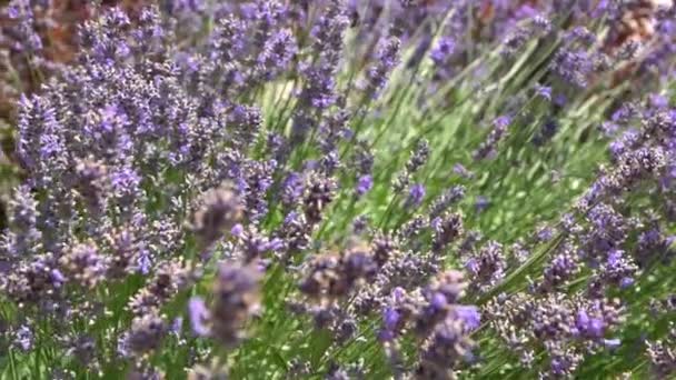 Куст Фиолетовых Лавандовых Цветов Цветок Поле Природа Выращивать Ароматное Растение — стоковое видео