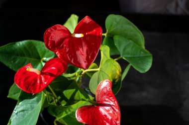 Siyah arka planda Anthurium tomurcukları. Sarı merkezli kırmızı ev çiçeği. Kalp şeklinde bir çiçek gibi. Anthurium andraeanum Araceae veya Arum misafirperverliği simgeler. Kırmızı flamingo anthurium. Yaprak yaprağı
