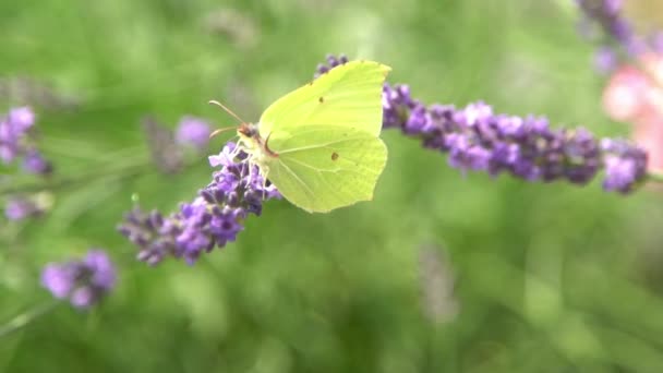 Фиолетовые Лавандовые Цветы Куст Желтая Бабочка Цветок Поле Природа Выращивать — стоковое видео