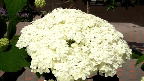 庭の白い紫陽花の花 バドを閉めろ 夏の花を咲かせます 花びらの背景 — ストック動画