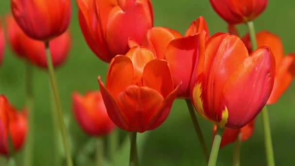 红色的郁金香在春天开花 模糊的Bokeh 郁金香花的本质 植物的背景 植物园 开朗的心情美丽的花瓣植物 风儿摇曳着 阳光灿烂 — 图库视频影像
