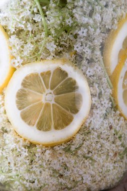 Yaşlı çiçekler meyve suyu bardağı içer. Beyaz çiçek ve limon. Yaz aylarında şerbet yapmak ve içmek için tomurcuk topluyorum. Yemek ve yemek hazır olsun. Kavanozda Sambucus bitkisi.