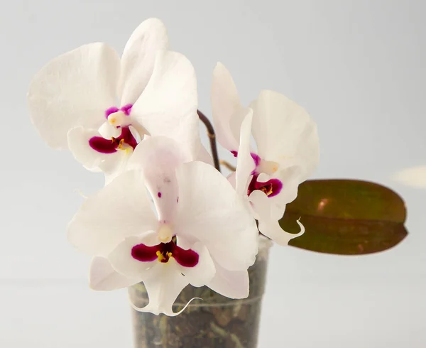Orchidee Białe Różowe Pąki Wielobarwne Tło Orchidei Phalaenopsis Big Lip — Zdjęcie stockowe