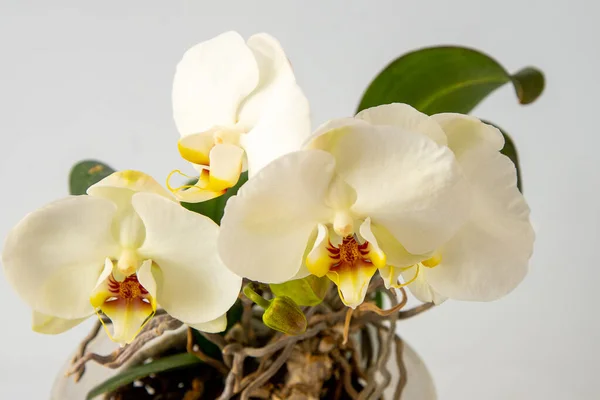 Orchideák Fehér Sárga Multicolor Rügyek Orchidea Háttér Phalaenopsis Sogo Yukidian — Stock Fotó