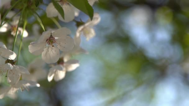 Las Flores Cerezo Blanco Balancean Viento Jardín Árboles Frutales Con — Vídeos de Stock