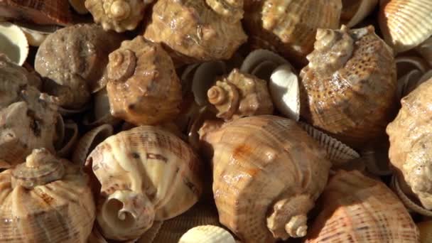 Zeeschelpen Het Strand Zomer Achtergrond Rapan Schelphoorn Bovenaanzicht Beige Lichte — Stockvideo