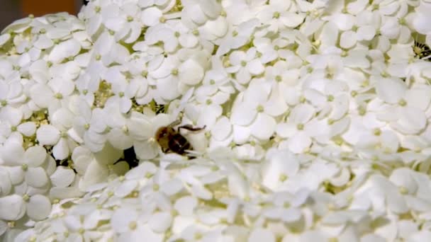 Bahçedeki Beyaz Ortanca Çiçekleri Bud Kapat Yaz Çiçeği Yetiştir Çiçek — Stok video