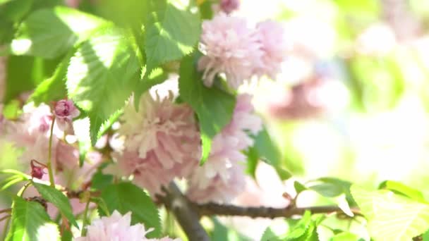 Körsbärsblom Suddar Rosa Blommor Våren Trädgård Solljus Blommig Naturlig Bakgrund — Stockvideo