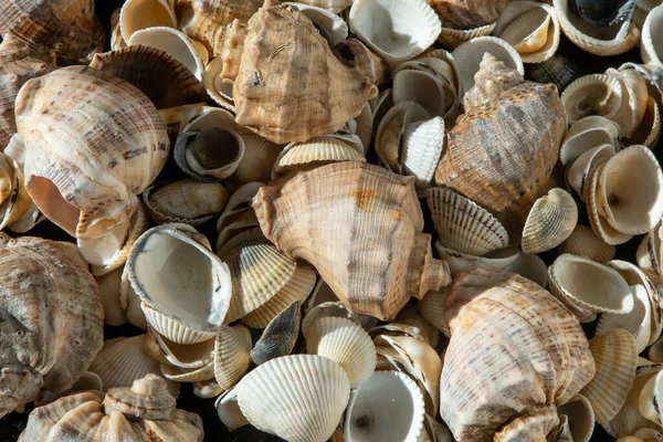 stock image Sea shells on the beach. Summer background. Rapan shell top view. Beige light color. Aesthetic minimalism. Nature beauty. Mixed multi colorful seashells. Seashell different set.