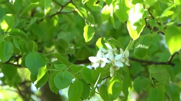 Hojas Verdes Manzano Blanco Florece Viento Jardín Flores Primavera Fondo — Vídeo de stock