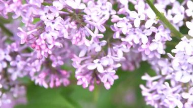 Leylak çiçeği dalı. Çiçekli arka plan, doğal bahar. Çiçekli leylak çiçeği tomurcuğu. Bahar zamanı rengi. Güzel mor yaprak bitkisi. Botanik bitki havası Yaz bahçesi Pembe Liliak rüzgarı sallanıyor