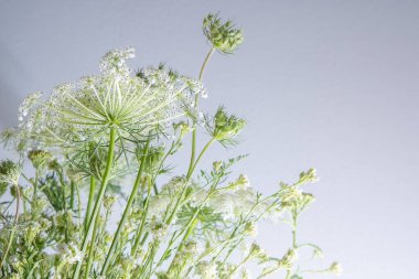 Beyaz arka planda bir buket beyaz çiçek. Yaban havucu ve kiremit. Basit bir yaz çiçeği. Doğa florası estetiği. Yaprak tomurcuğu. Bitki bilimi. Asgari biçim.