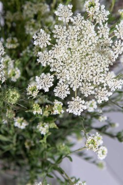 Beyaz arka planda bir buket beyaz çiçek. Yaban havucu ve kiremit. Basit bir yaz çiçeği. Doğa florası estetiği. Yaprak tomurcuğu. Bitki bilimi. Asgari biçim.