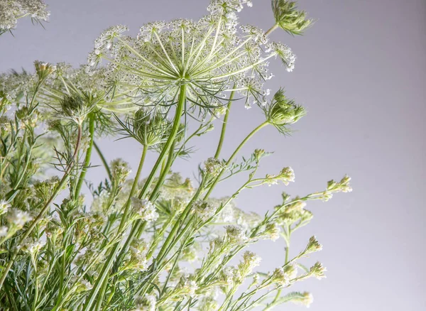 白い背景に白い花の花束 ワイルドキャロットとヤロー シンプルな夏の花 自然のフローラ美学 ピーター バッド フローラル植物学 ミニマルスタイル — ストック写真