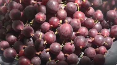 Masadaki bektaşi üzümleri. Vitamin yaz yemeği. Böğürtlen hasadı manzaralı. Beyaz arka planda pembe böğürtlenler.