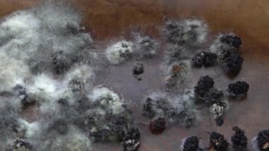 White mold on spoiled food. The mulberries are moldy. Bad food background.