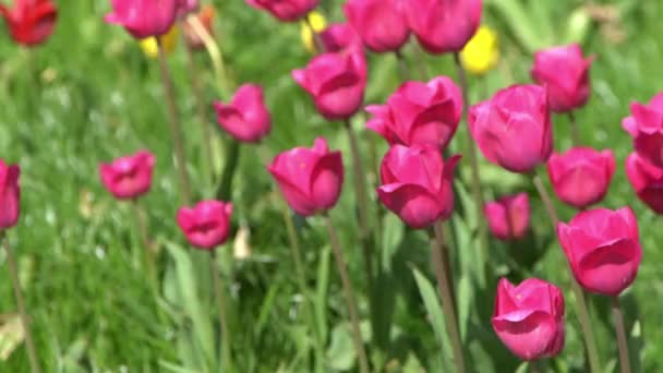 분홍빛 식물학적 식물원 봉오리 꽃피는 아름다운 심미적 식물이죠 바람이 흔들리고 — 비디오