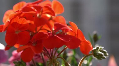 Kırmızı çiçek Pelargonium rüzgarda sallanıyor. Bahçe arka planı. Balkondaki bir tencerede sardunya çiçeği yetiştir. Bahar geldi. Güneşli bir gün. Bahçıvanlık hobisi. Yaz bitkisi.