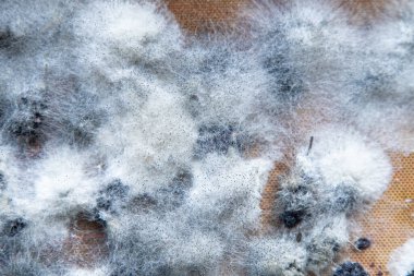 White mold on spoiled food. The mulberries are moldy. Bad food background.