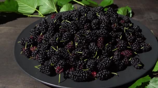 Maulbeere Einer Schüssel Blackberry Ernte Sommer Obst Und Gemüse Grüner — Stockvideo