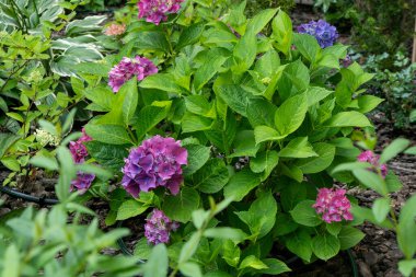 Bahçedeki pembe ortanca çiçekleri. Bud, kapat. Bir yaz çiçeği hortensisi yetiştir. Çiçek yaprakları yeşil arka plan.