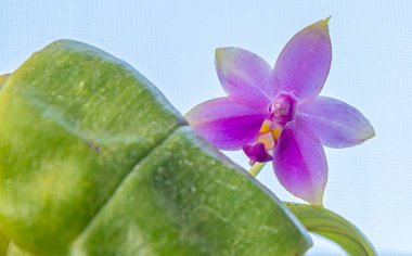 Orkideler mor sarı tomurcuk. Orkide pembe flora arka planı. Phalaenopsis bitkisi. Hassas yaprak çiçeği yakından. Nadir çeşitlilik.