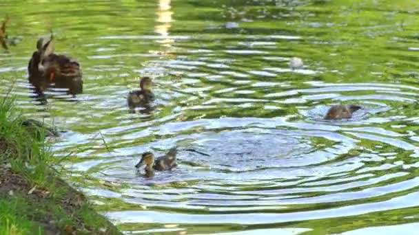 Los Patitos Nadan Lago Pato Salvaje Naturaleza Río Pond — Vídeos de Stock